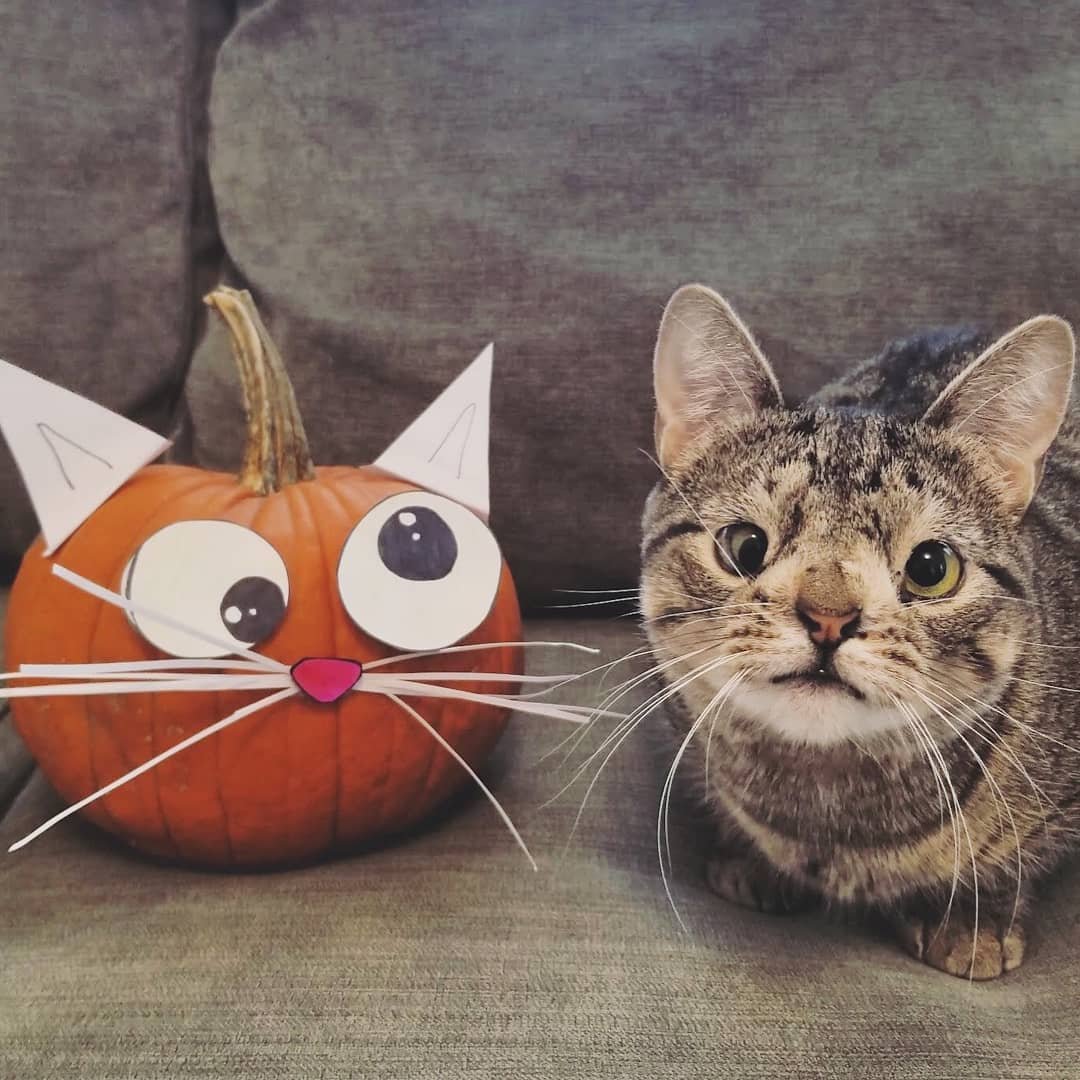 Кот с синдромом Дауна