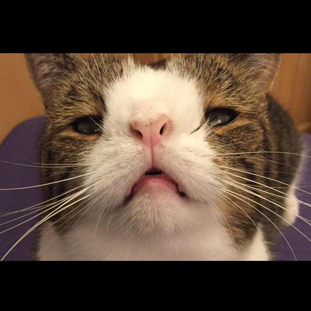 Кошка с синдромом Дауна