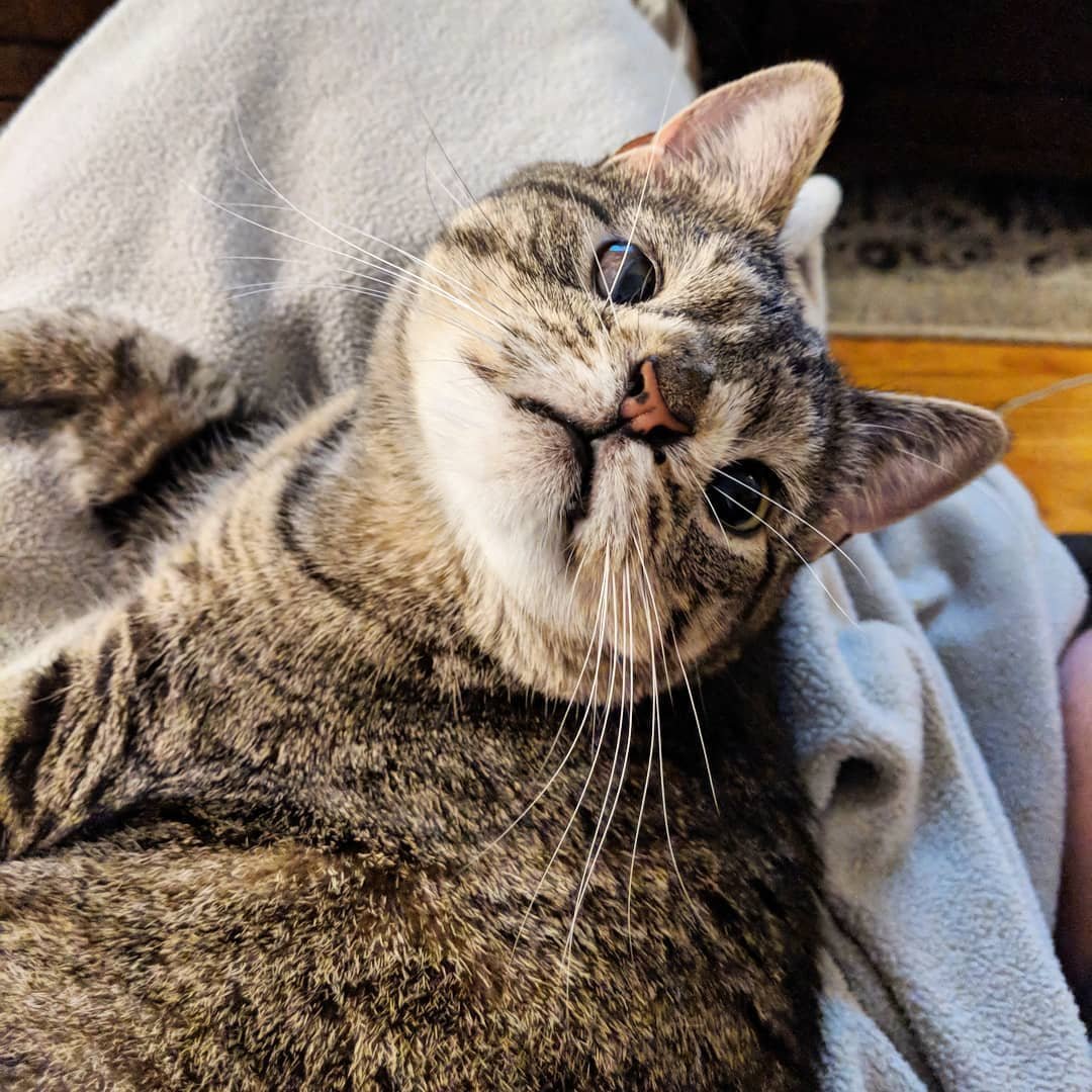 Кот слишей хромосомной