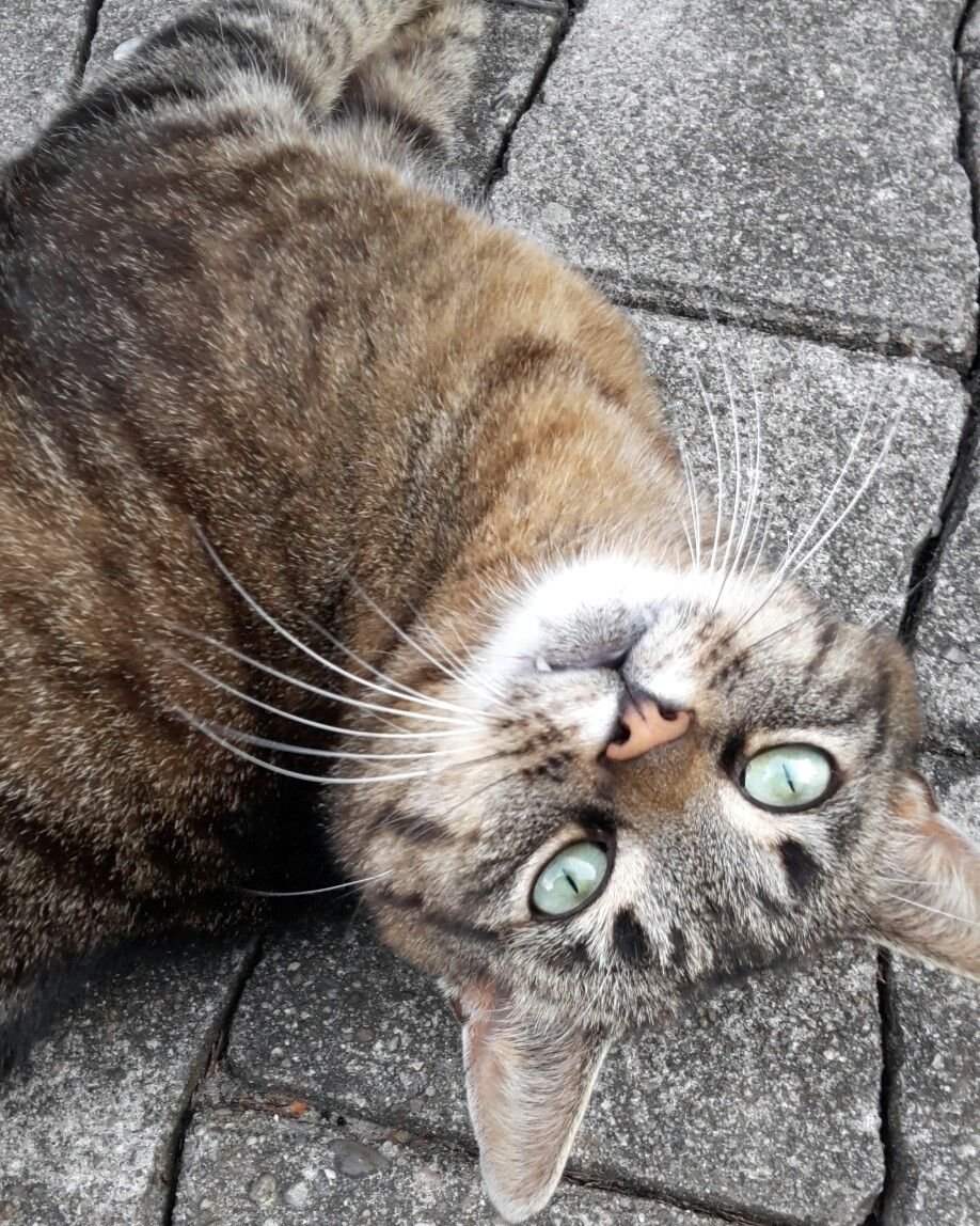 Жемука кошка