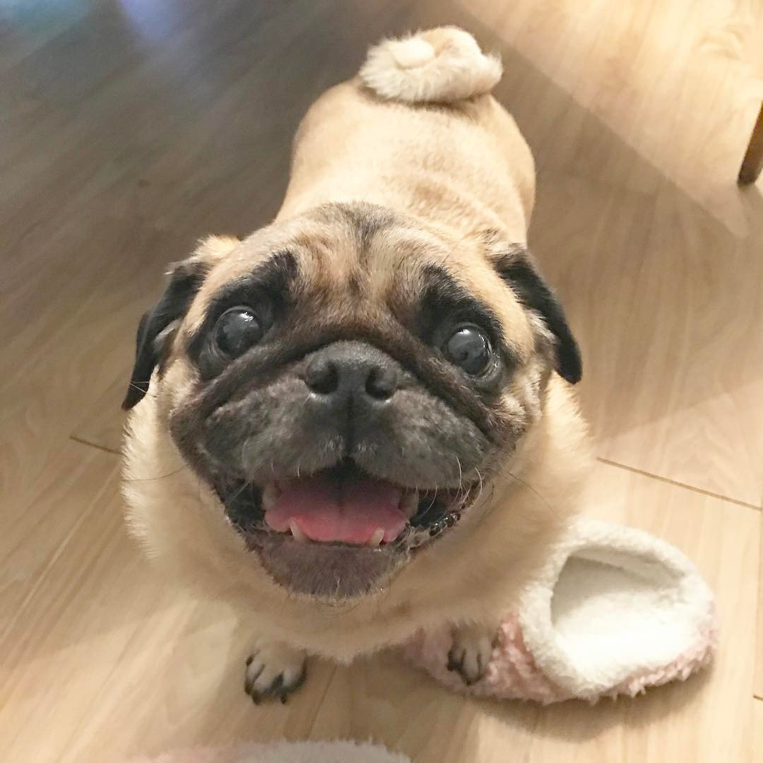 Мопс Даг Инстаграм