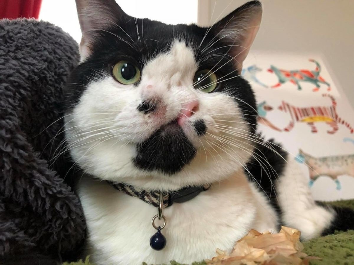 Коты с синдромом Дауна