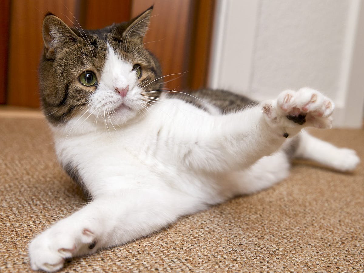 Котята дауны