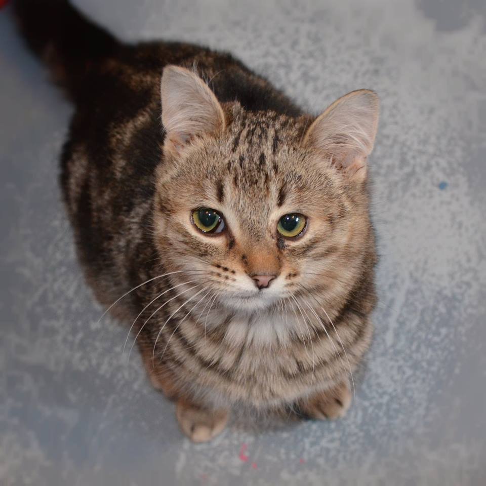 Кот с розовыми щеками