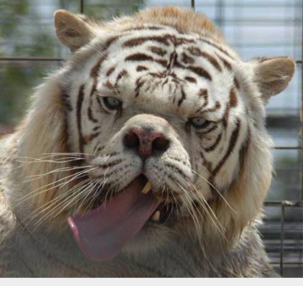 Умственно отсталый тигр Кенни