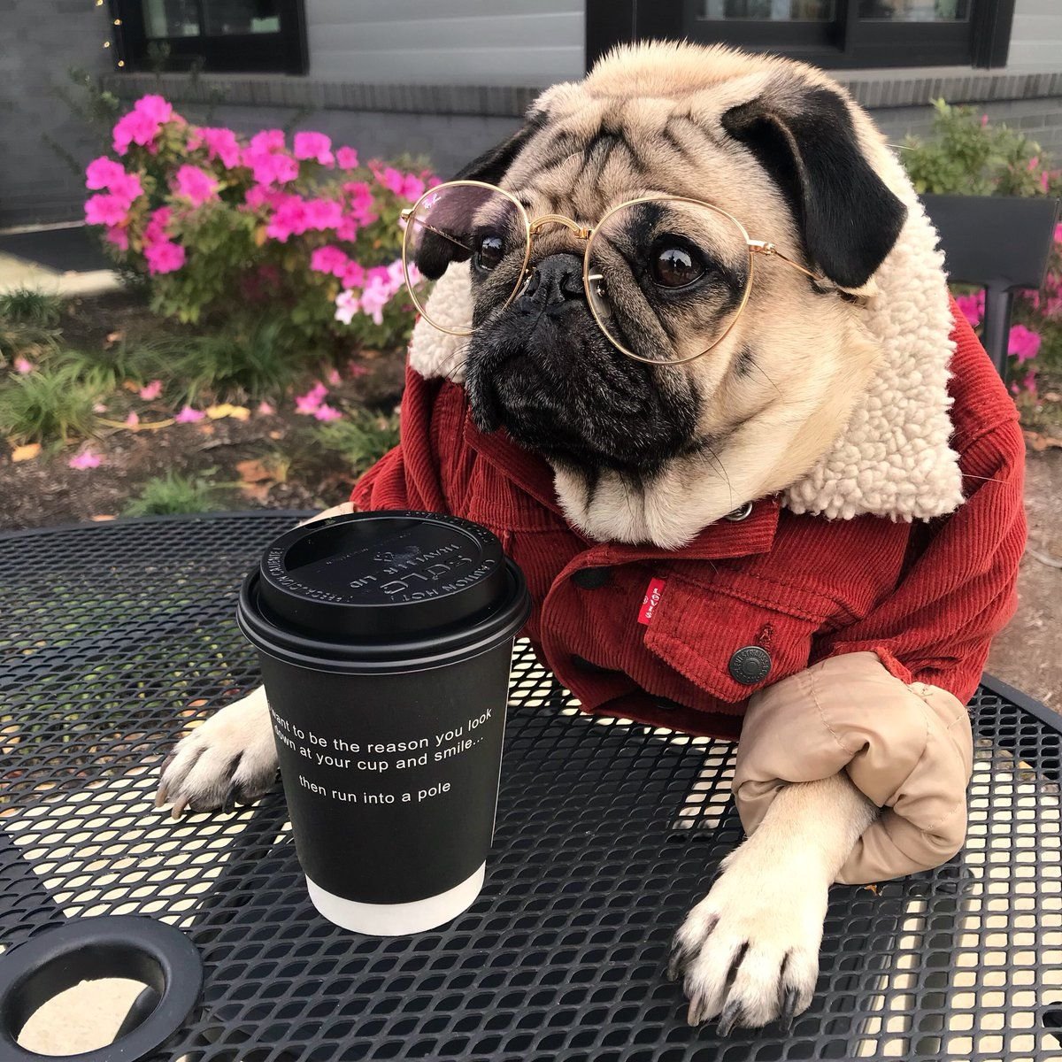 Мопс Эстетика