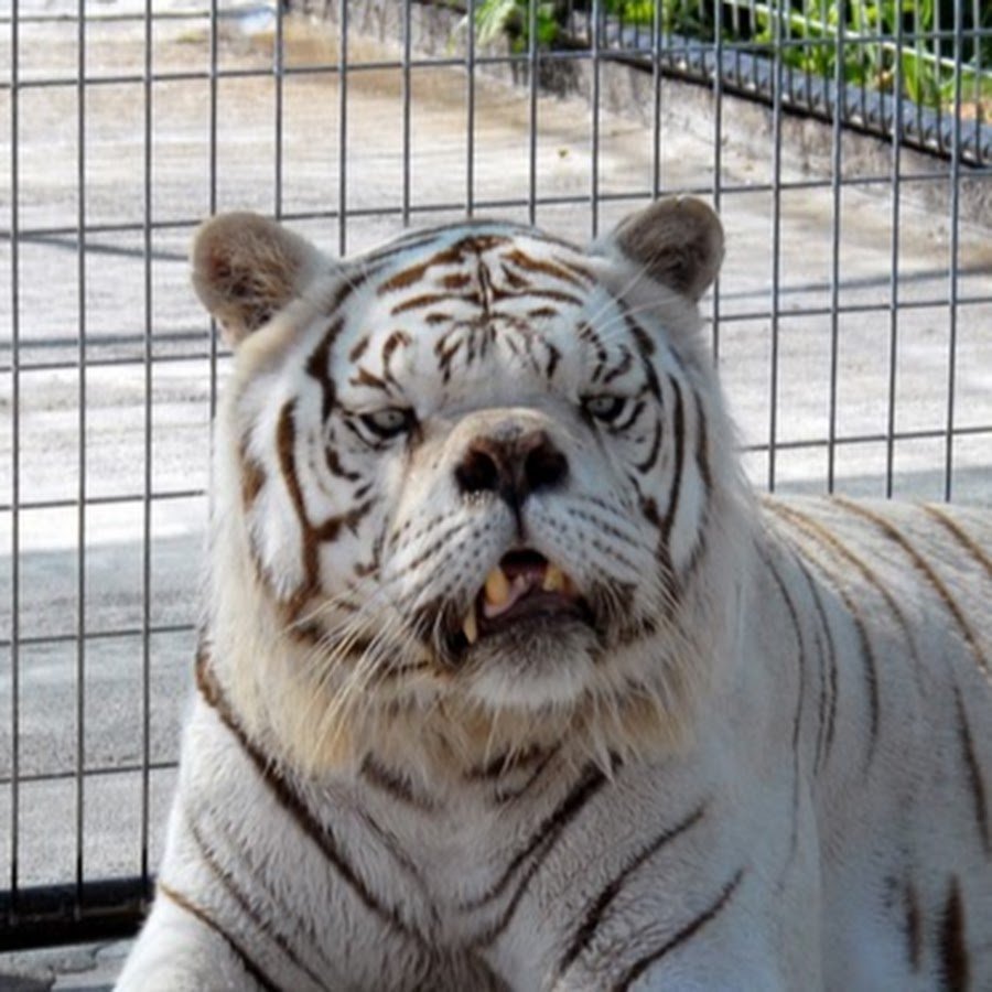 Кот с синдромом Дауна