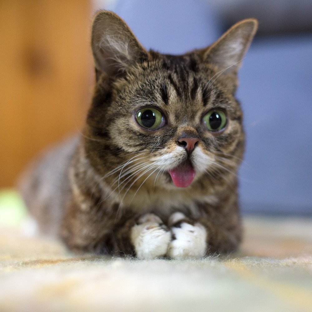 Самый милый котик в мире