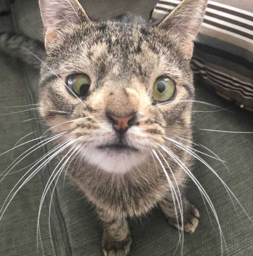 Двухцветный котенок