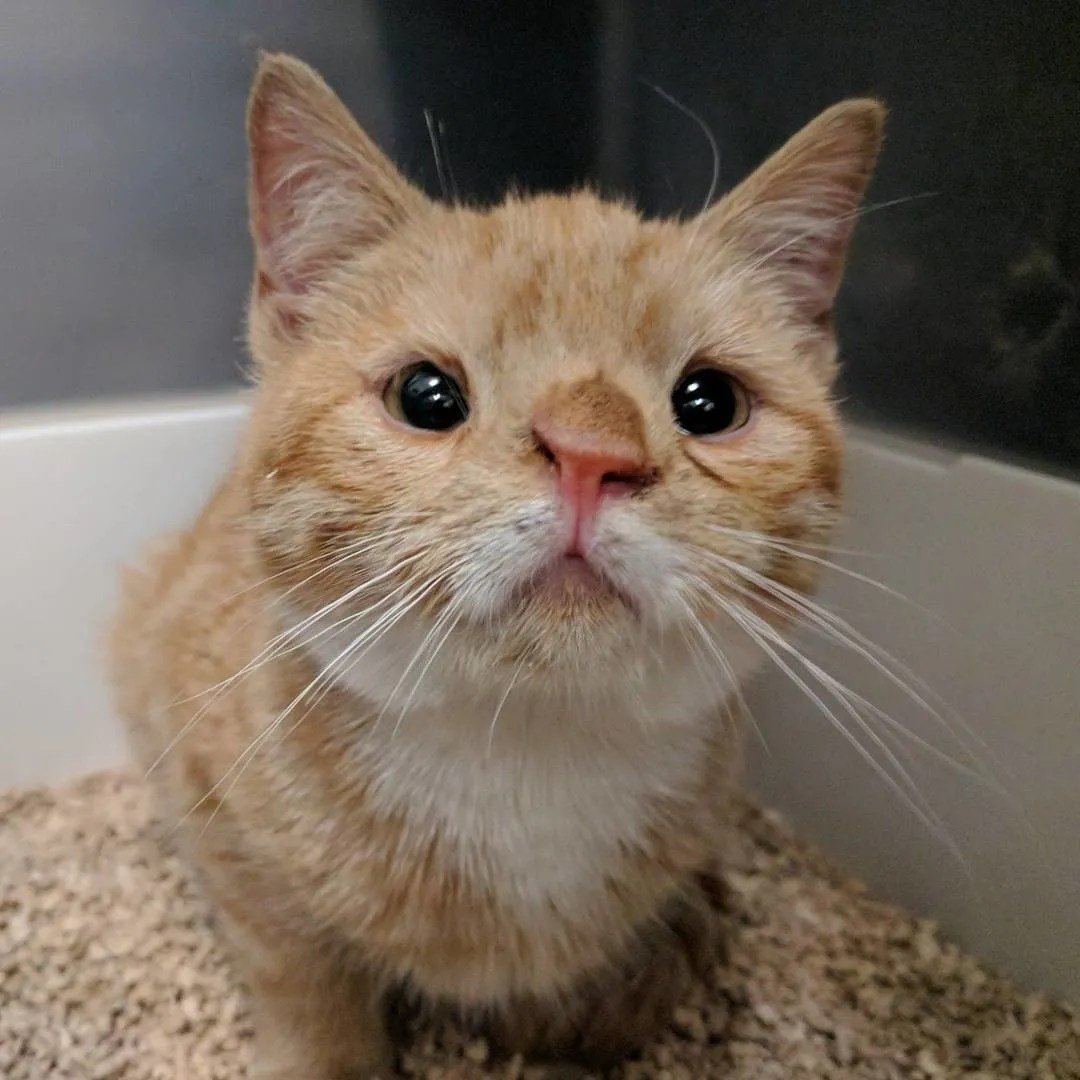 Тигр альбинос даун