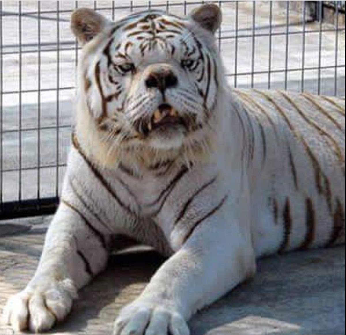 Милые котики Эстетика