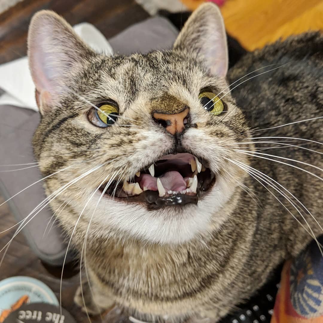 Синдром Дауна у животных