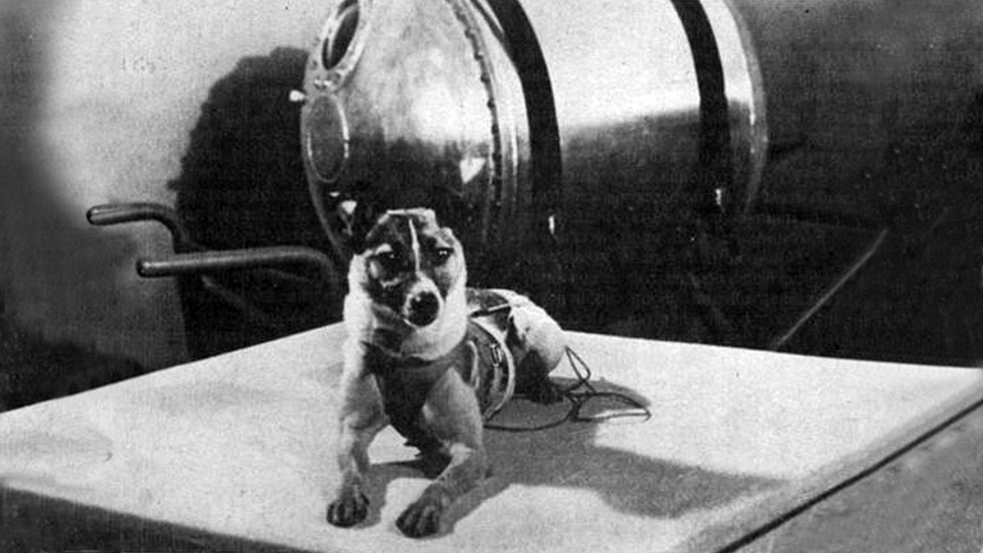 Самые первые собаки полетевшие в космос. Первая собака космонавт лайка. 1957 Лайка в космосе. Собака лайка 1957. Собака лайка на спутнике 2.
