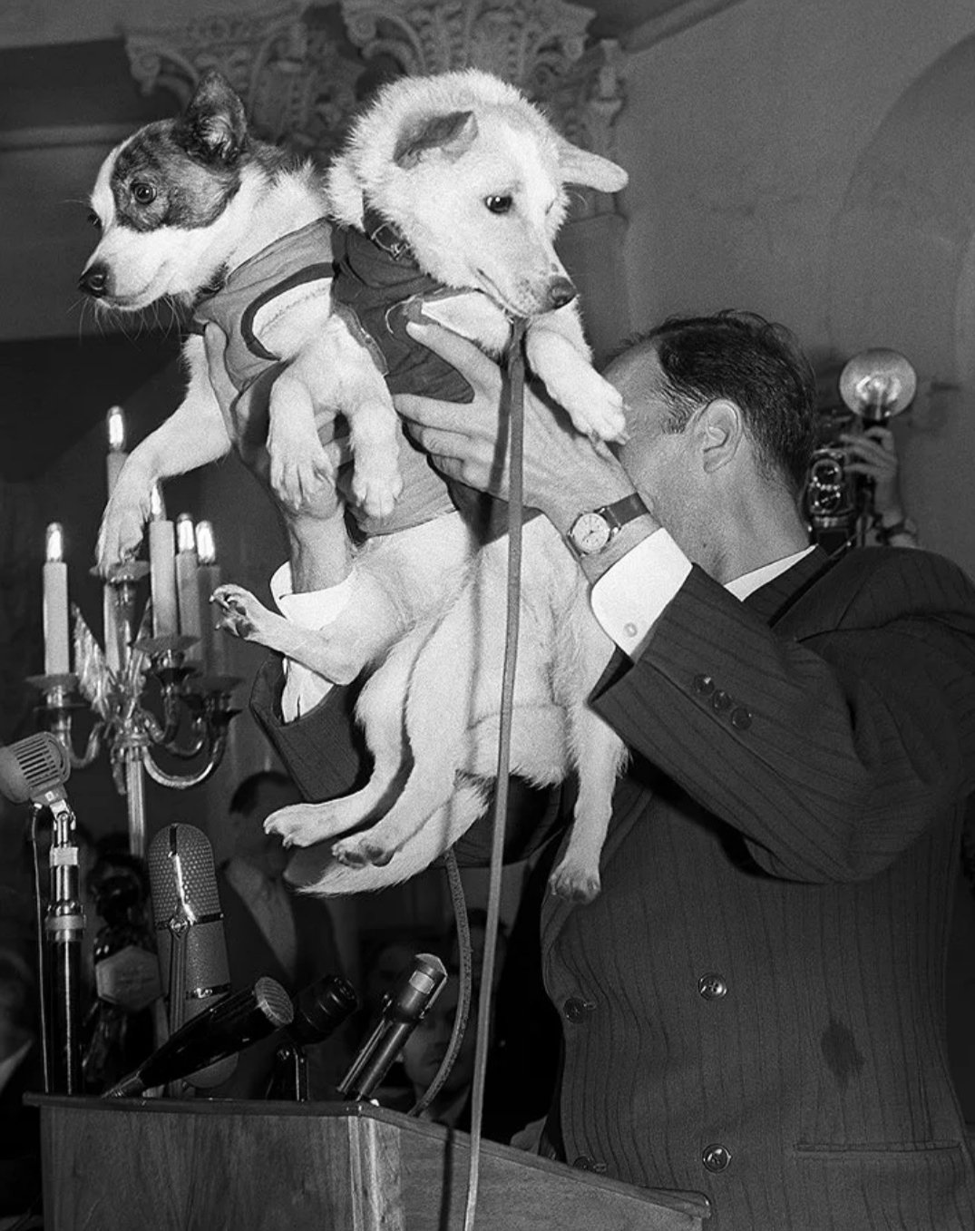 Самое первое животное полетевшее в космос. Белка и стрелка полёт в космос 1958. Полет в космос собак белки и стрелки. Белка и стрелка август 1960. Белка и стрелка первые собаки в космосе.