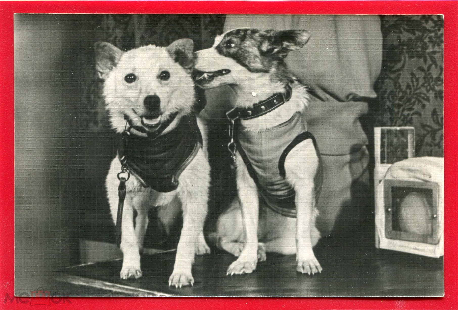 Первые собаки в космосе год. Белка и стрелка космонавты. Белка и стрелка 1960. Полет собак в космос белка и стрелка. Белка и стрелка полёт в космос 1958.