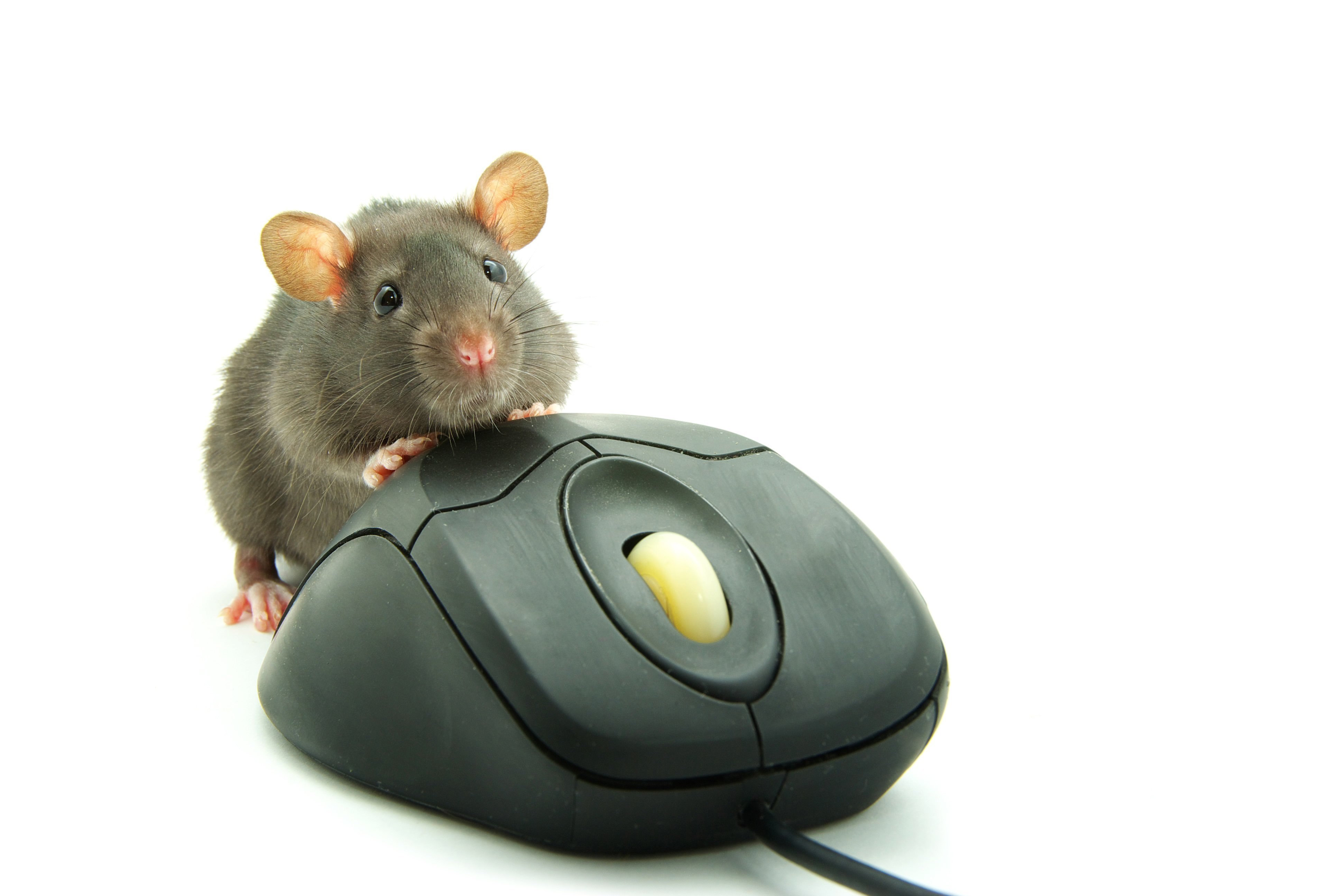 Почему мышь назвали мышью. Мышка. Мышь компьютерная. Мышь компьютера. VDIRF.