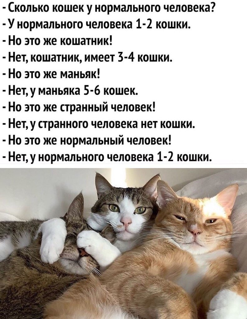 Деловой кот