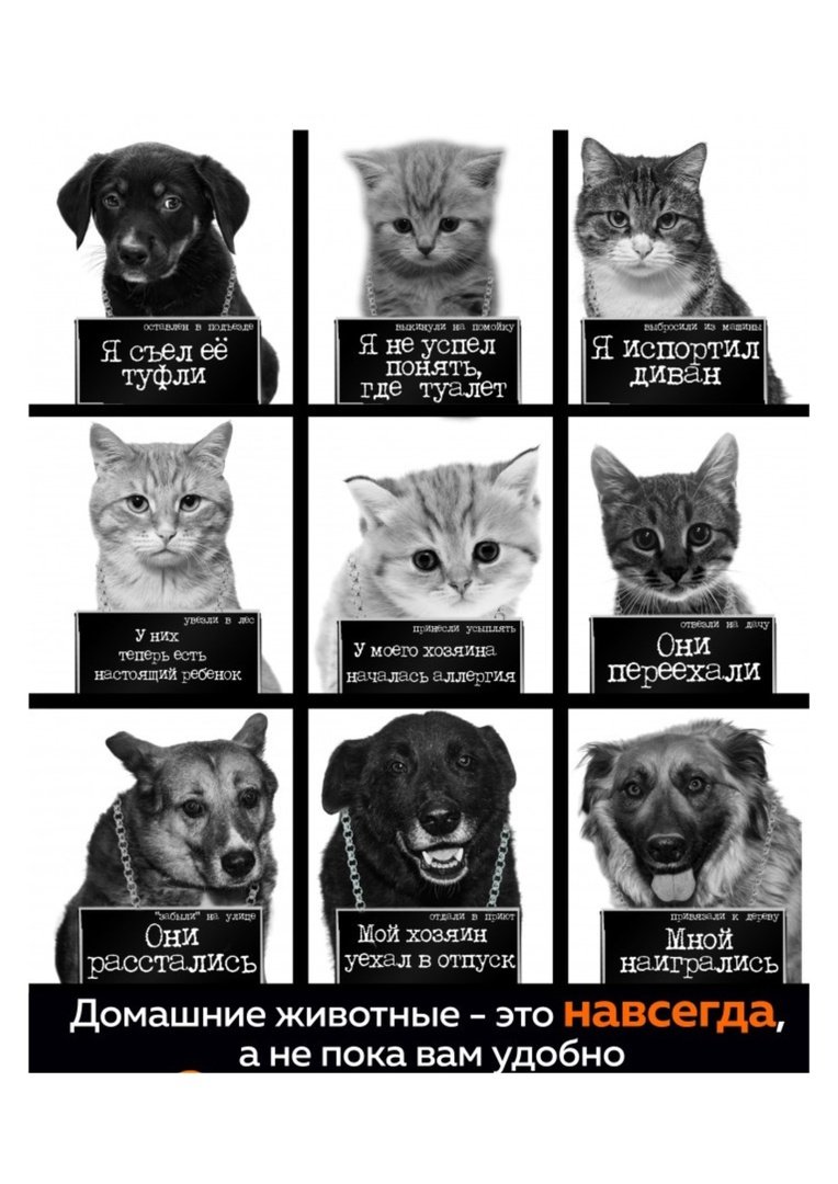 Лис и гепард фурри