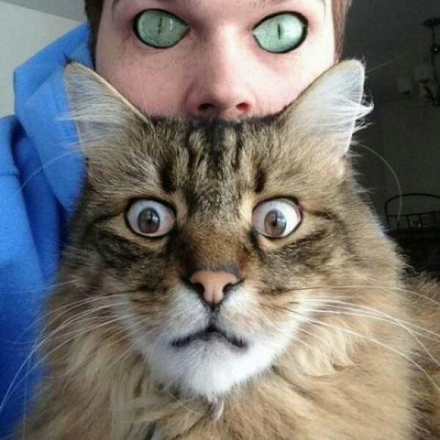 Кошка на плече у девушки