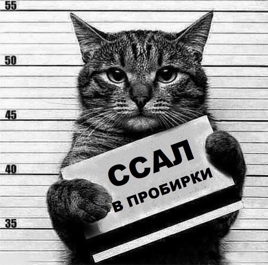 Девушка с британским котом