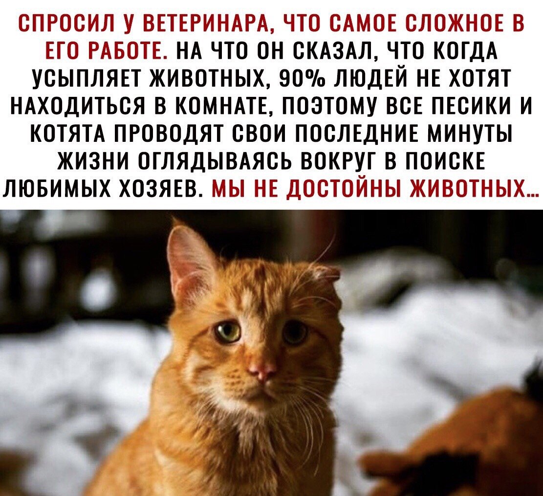 Коты окружили