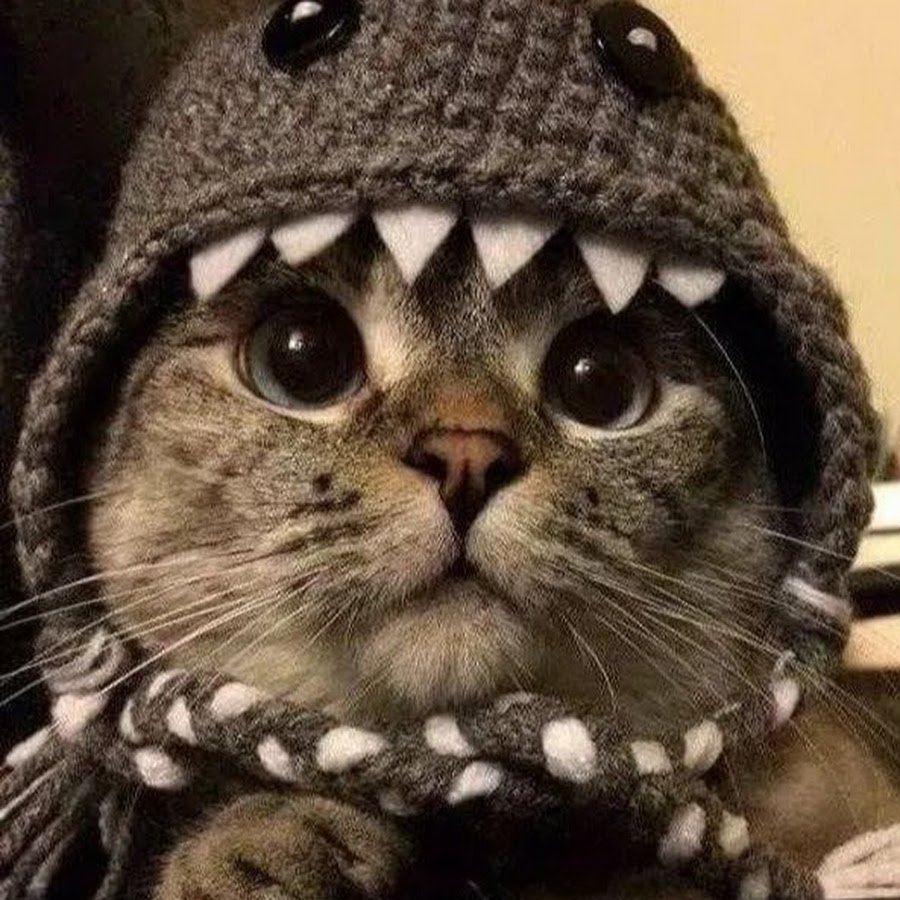 Аниме девушка в позе кошки