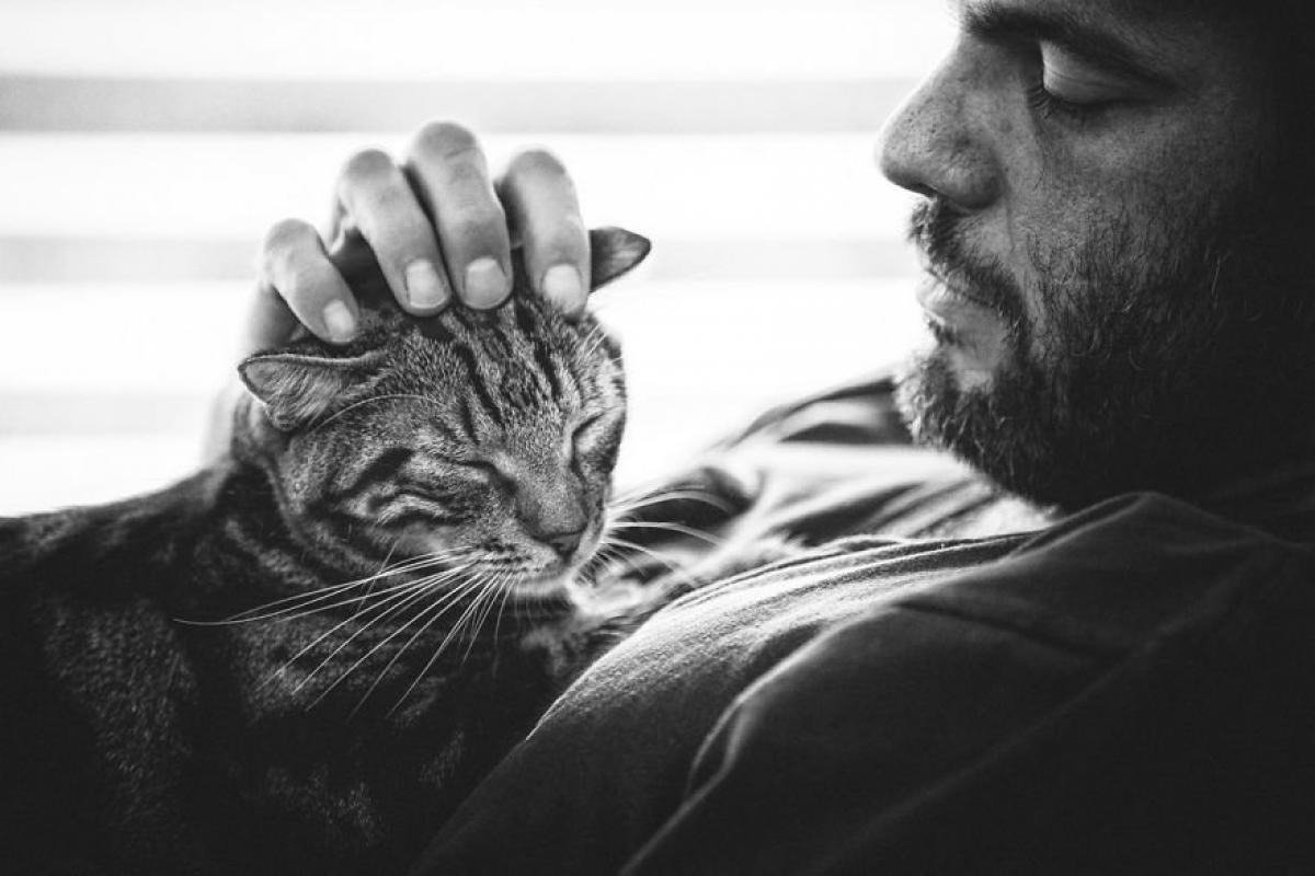 Коты и дети