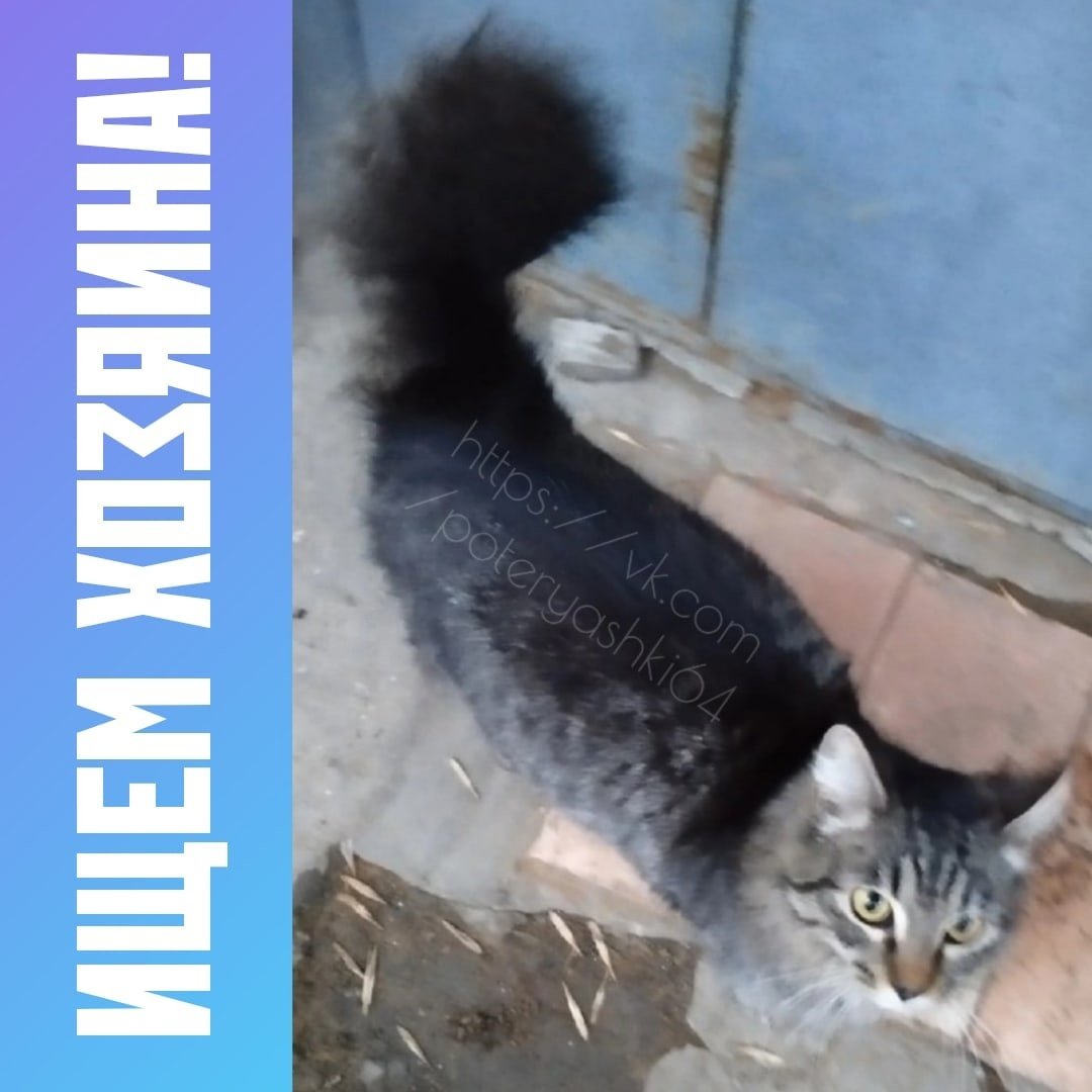 Кот хулиган