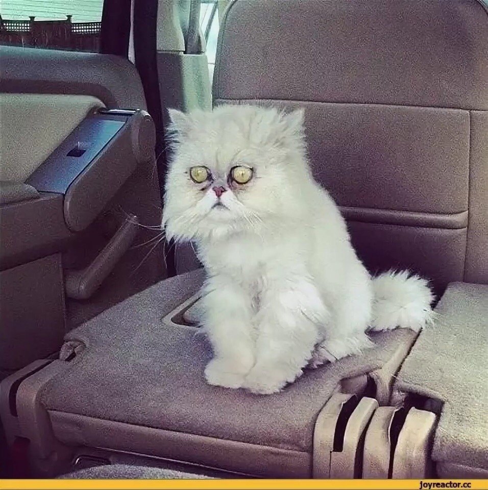 Милые котики в шапочках