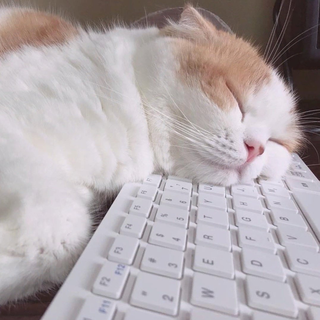Кот лежит на клавиатуре