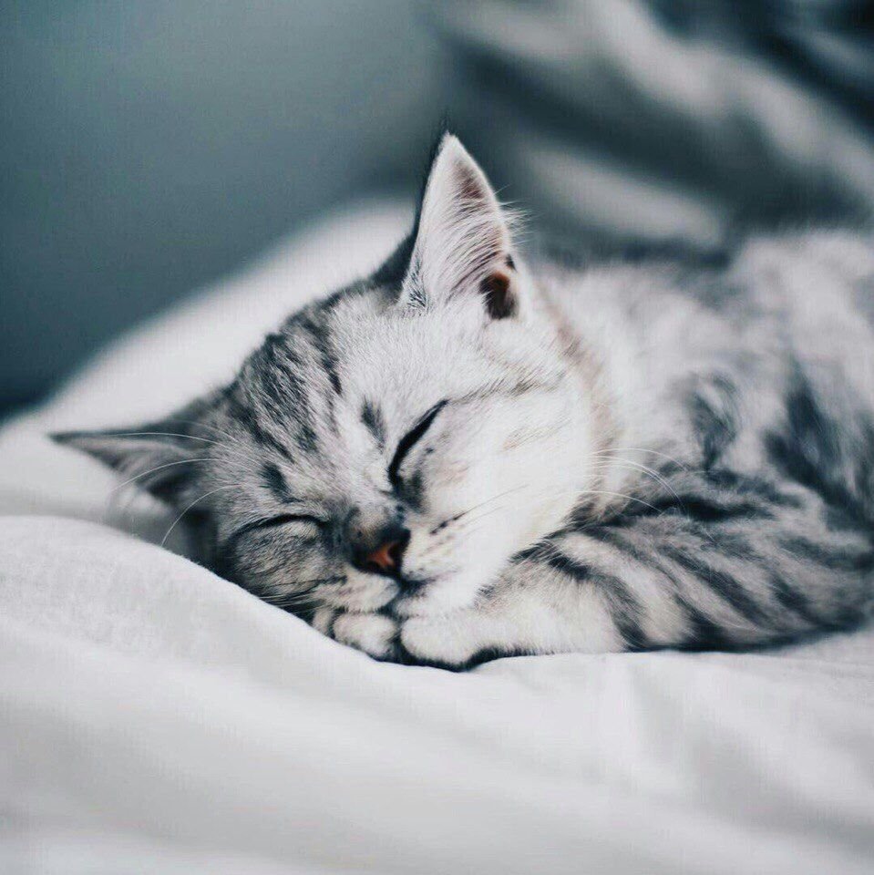 Сон Эстетика котик