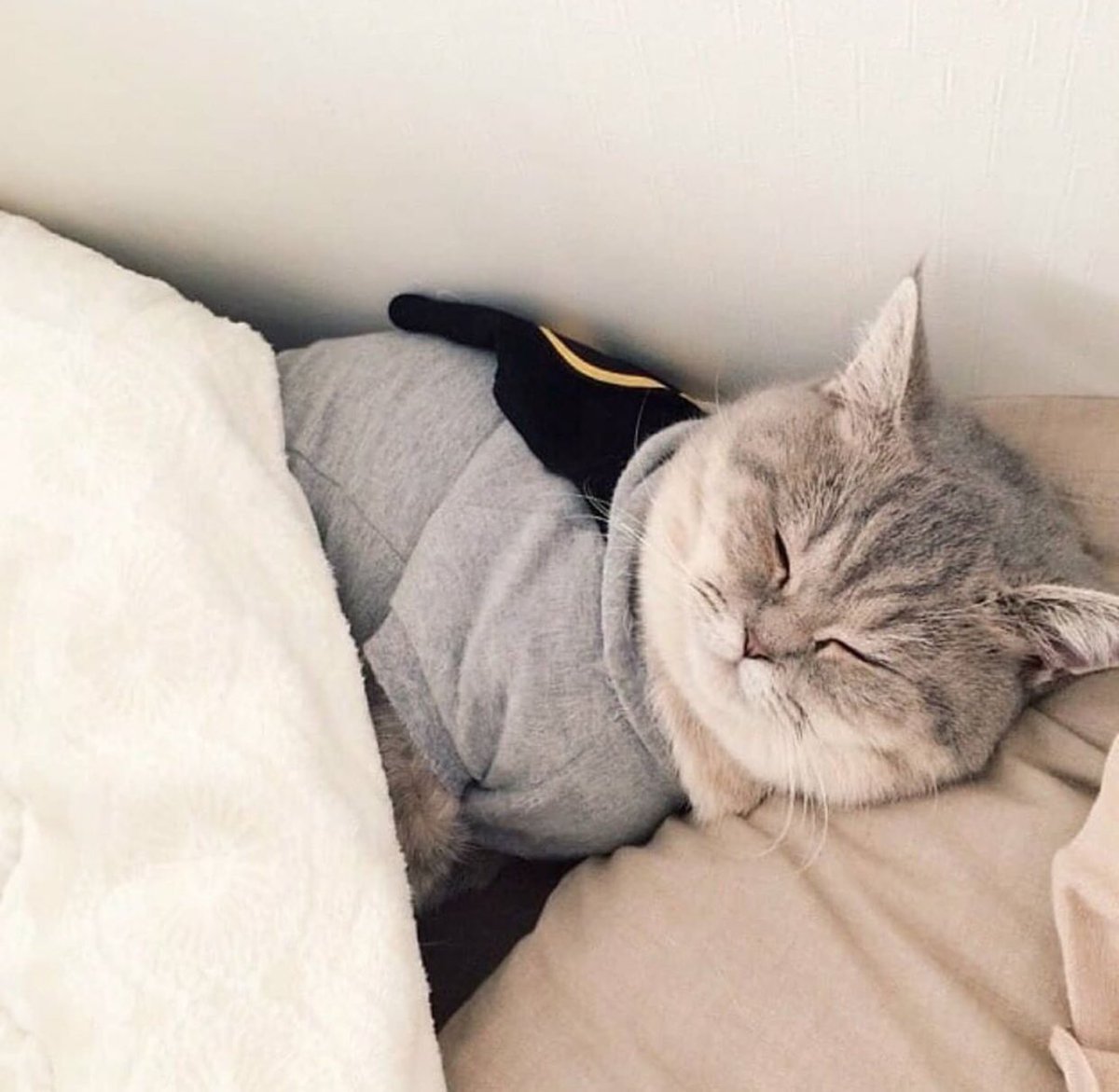 Коты в пижамах