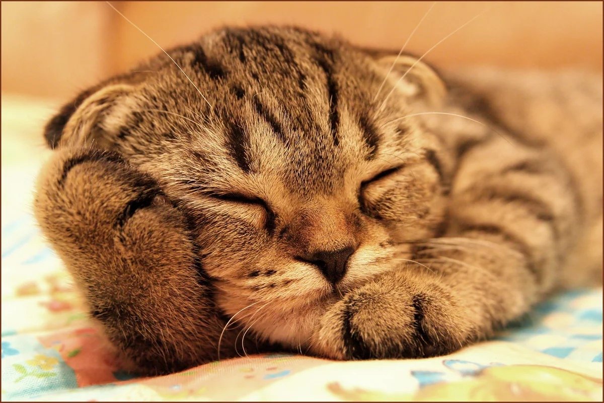 Сладко спящий кот