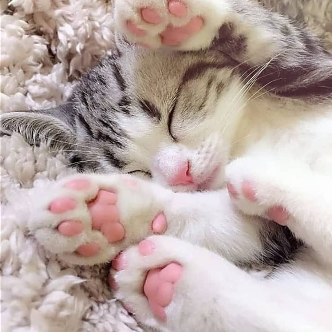 Спящие котятки