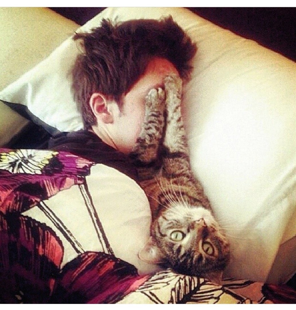 Кот будит хозяина