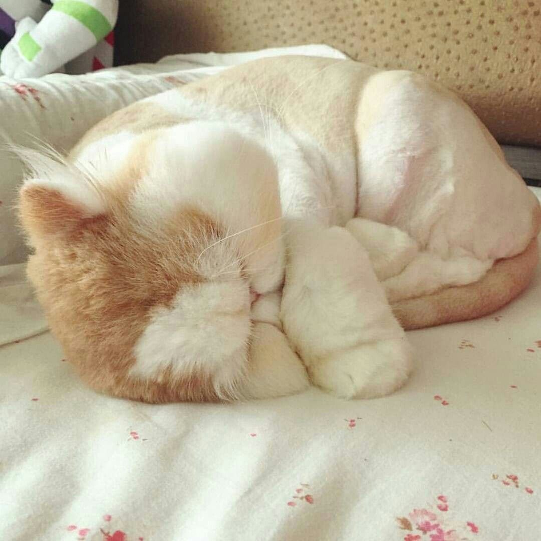 Толстые спящие коты