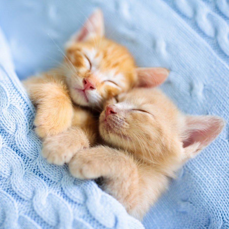 Два котенка под одеялом