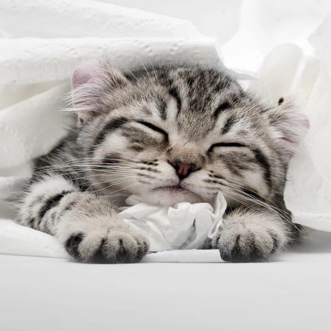 Котики 512х512