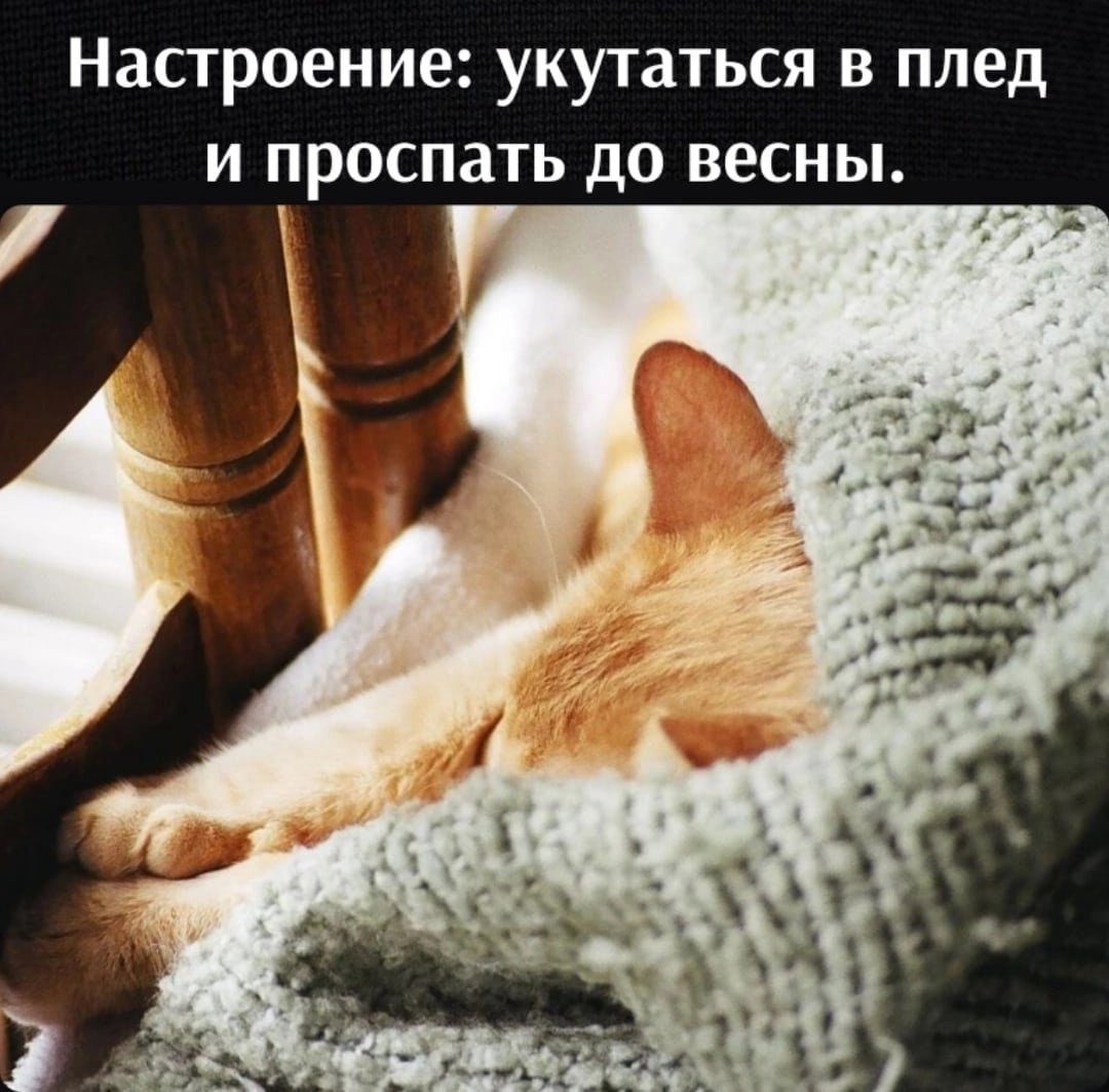 Кошачий уют