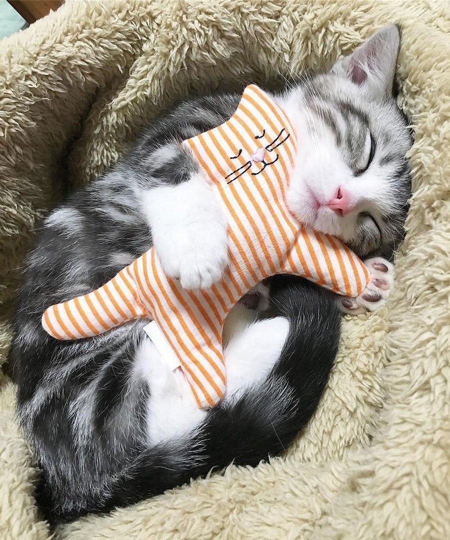 Спящий котик