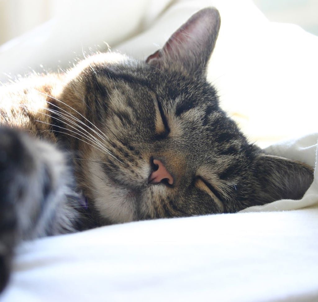 Кошка спит Инстаграм