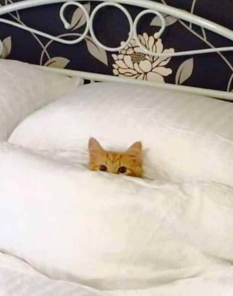 Кот с ноутом на кровати