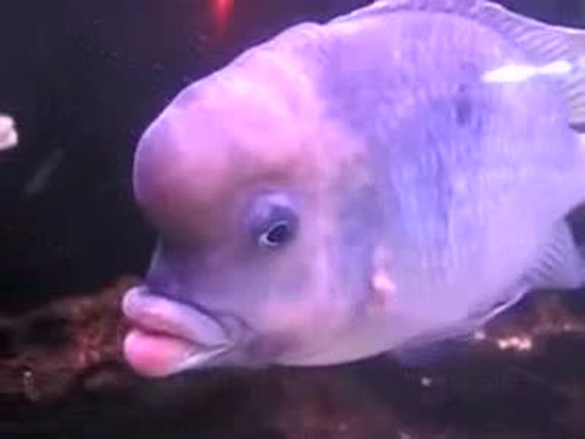 Диодон рыба еж