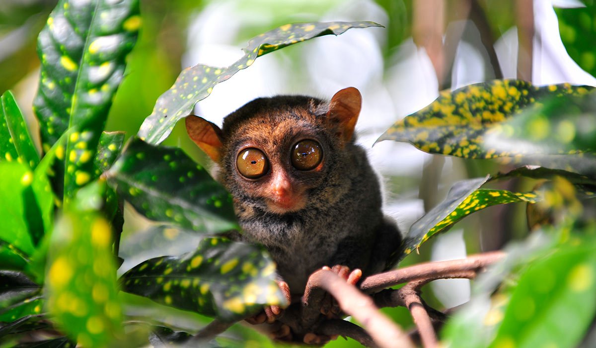 Телескоп Звездочет рыбка