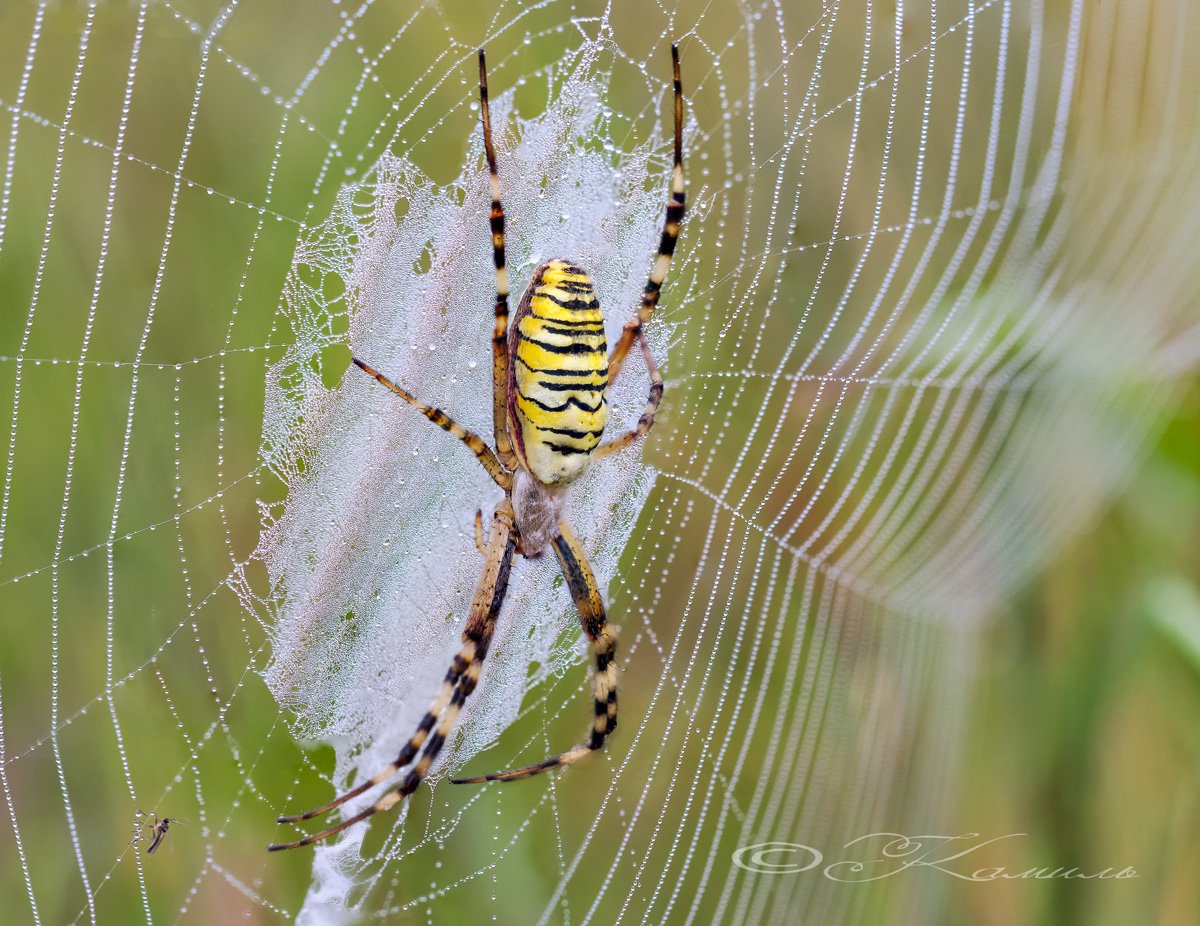Аргиопа Брюнниха на белом фоне