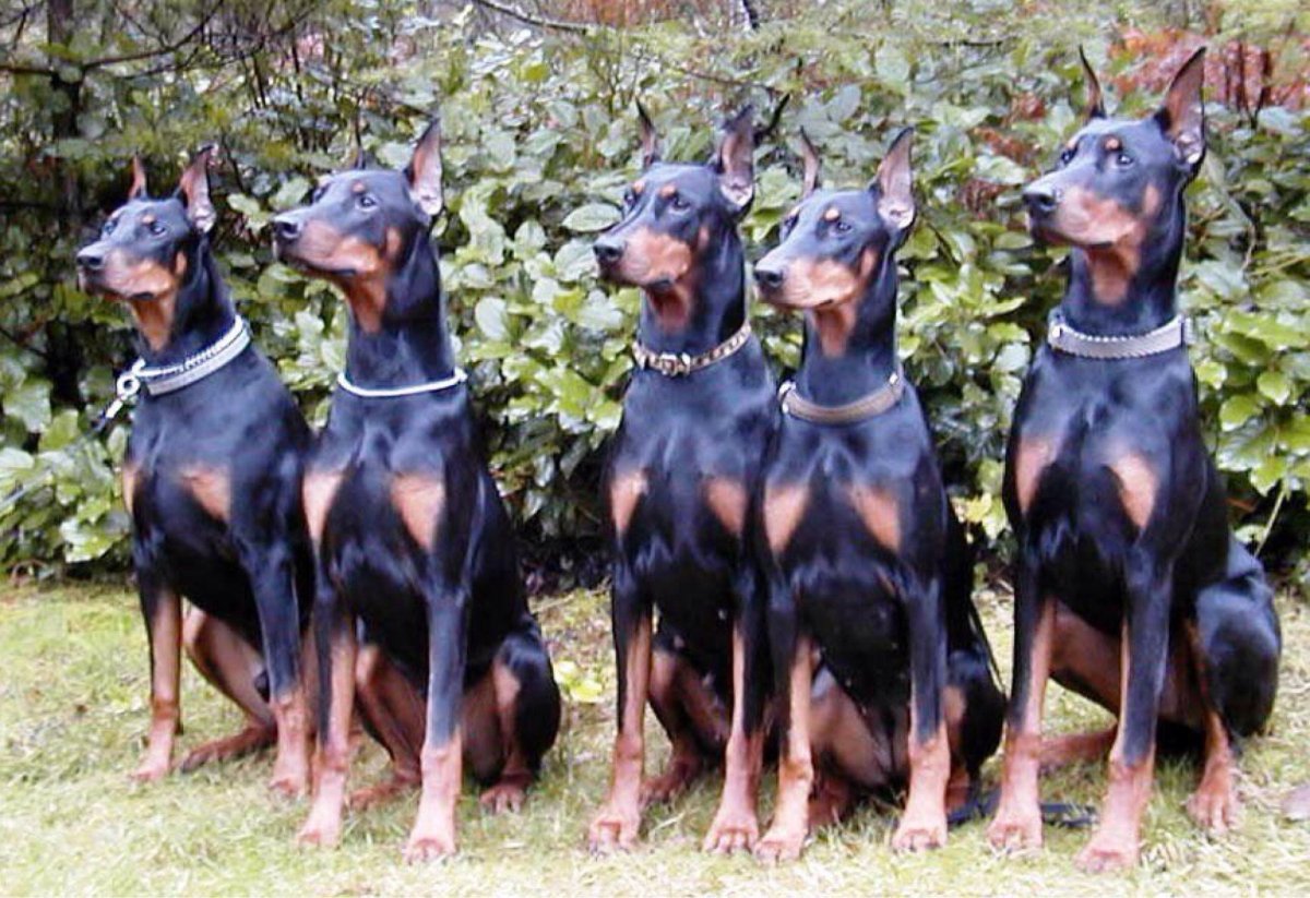 Доберман-пинчер опасный