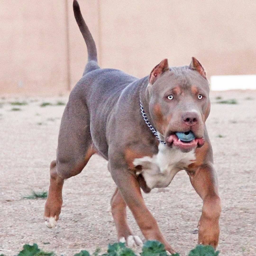 Стаффордширский бандог