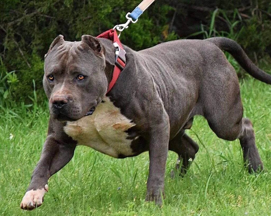 Бандог собака