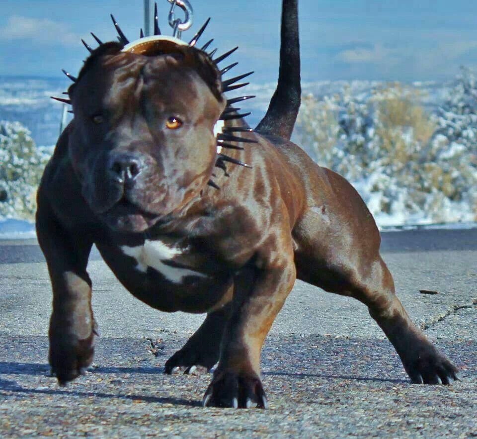 Сильные собаки