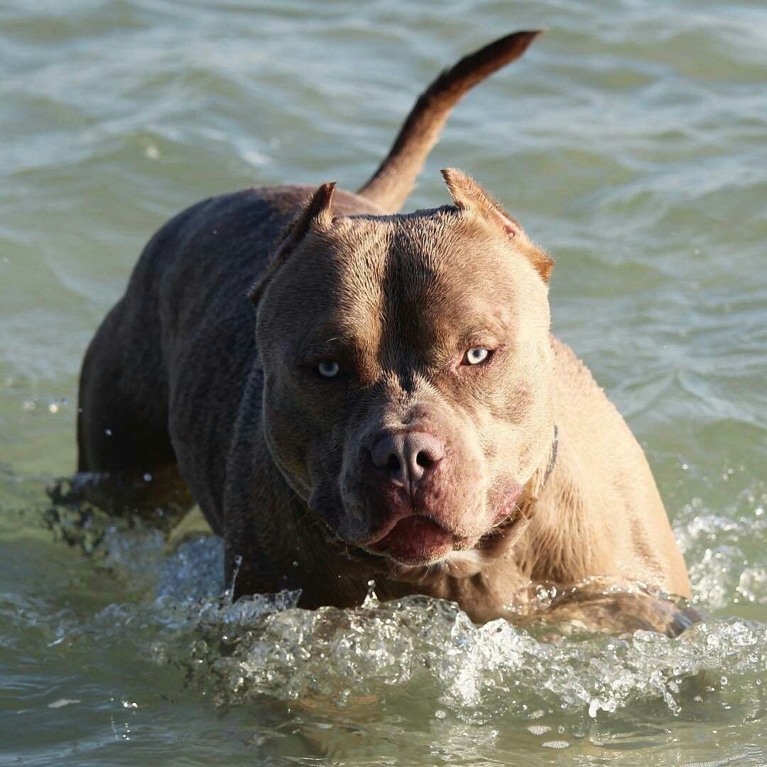 Американский питбультерьер опасная собака